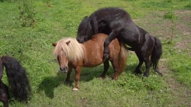 Shetland Poneys Mating Field Close — Stock Video