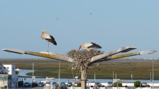 Close Static Shot Storks Nest Ria Formosa Background Faro Portogallo — Video Stock