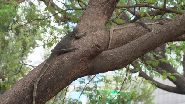 Couple Asian Monitor Lizard Resting While Perched Tropical Tree Static — 비디오