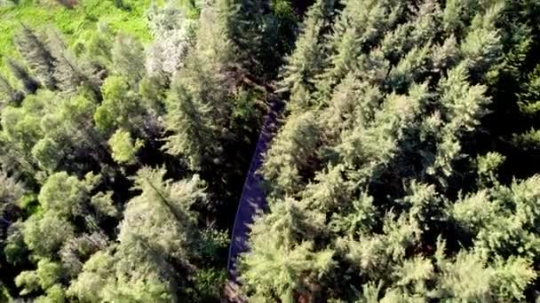 Aerial Top Narrowed Small Road Pine Forest Tree European Alps — Wideo stockowe
