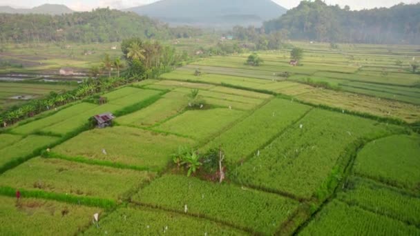 Scenic Aerial Rural Agricultural Village Rice Terraces Plantation Tropical Green — Vídeos de Stock