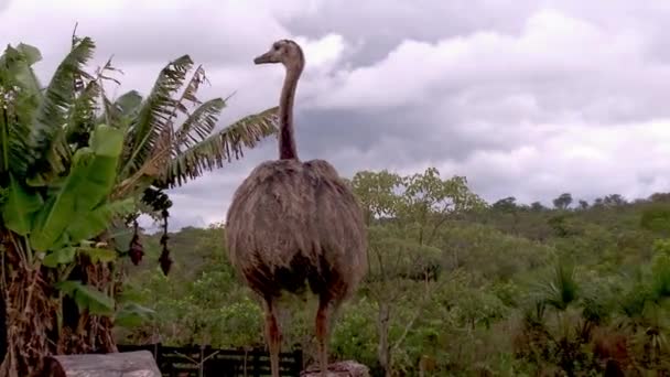 Ένα Ενήλικο Θηλυκό Emu Που Περιποιείται Και Στολίζει Φτερά Της — Αρχείο Βίντεο