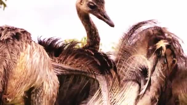 Adult Female Emu Grooming Preening Its Feathers — Stockvideo