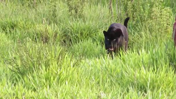 Black Melanistic Jaguar Crosses Field Stealth Bright Alert Eyes — Stock video