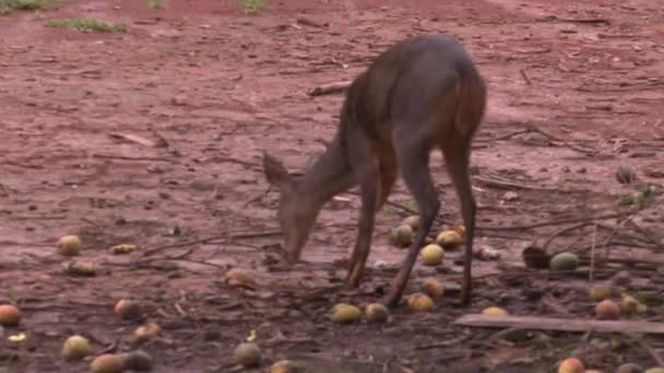 Female Pampas Deer Foraging Food Apple Tree — Video Stock