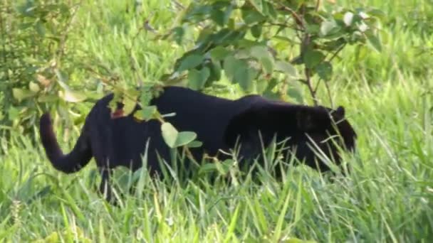 Черный Ягуар Охотится Добычу Саваннах Крупным Планом — стоковое видео