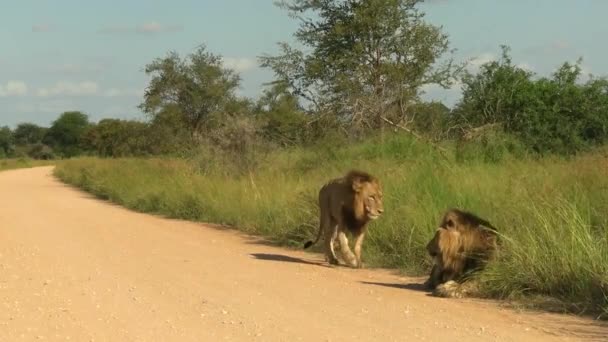 Smooth Steady Clip Old Male Lion Greeting Young Male Lion — Stockvideo