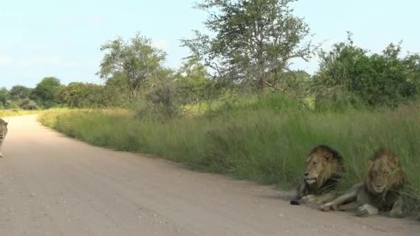 Lions Gather Side Road South African Reserve Smooth Steady Clip — Vídeos de Stock