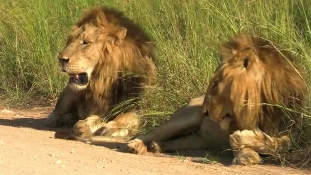 Two Male Lions Resting Side Dirt Road South Africa Smooth — Vídeos de Stock