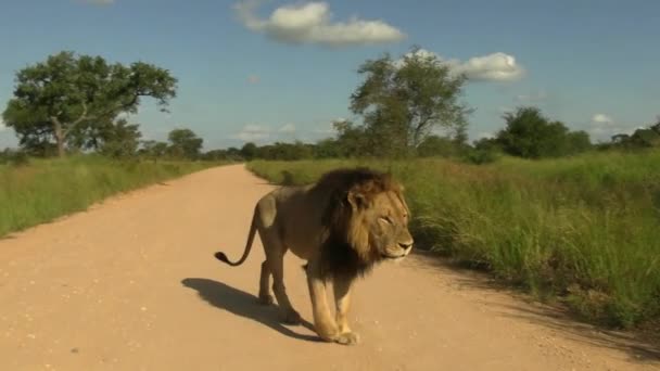 Large Male Lion Passes Close Camera Dirt Road South African — Wideo stockowe