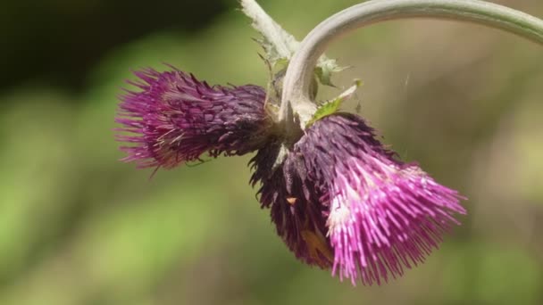 Close Beautiful Purple Thistle Slightly Swaying Wind — Video