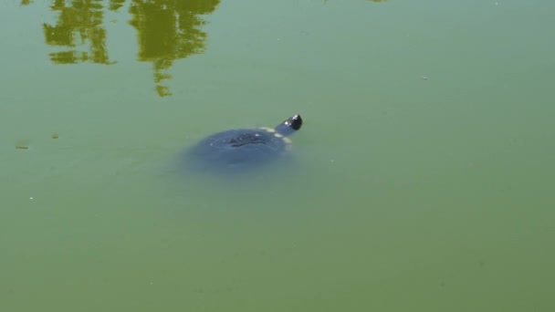 Freshwater Turtle Swimming Green Turbid Water Pond Spain — Stockvideo