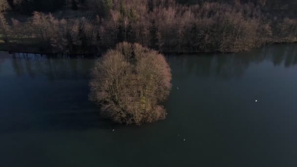 Small Lake Island Brown Leafless Deciduous Trees Winter Sunset Germany — Video