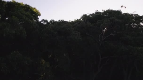 Drone Shot Flying Forest Golden Hour — Vídeos de Stock