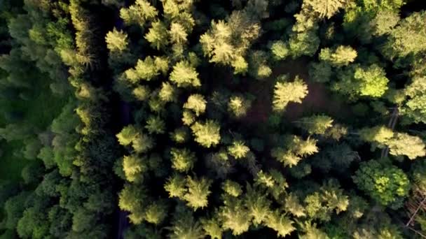 Aerial Top Evergreen Coniferous Forest Natural Wild Environment Eco Friendly — Vídeo de stock