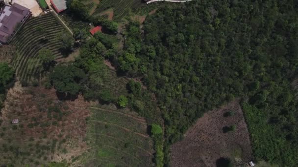 Aerial Bird Eye View Rak Thai Village Tea Plantation Mountain — Stok video