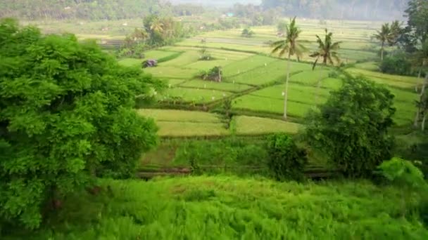 Green Field Rice Terraces Agriculture Farming Tropical Green Environment Deep — Video Stock
