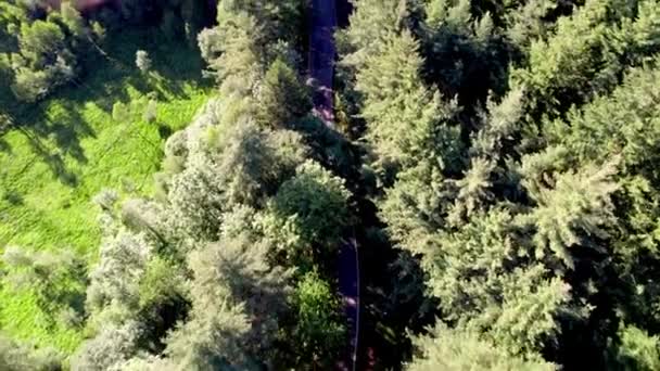 Aerial Top Pine Tree Evergreen Coniferous Forest Italian Alps Mountains — 图库视频影像