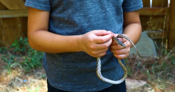 Static Video Western Rat Snake Pantherophis Obsoletus Young Boy Holds — Stockvideo