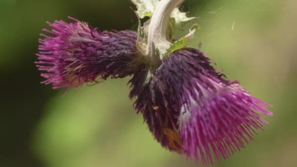 Extreme Close Bloomed Purple Thistle Swaying Wind — Wideo stockowe