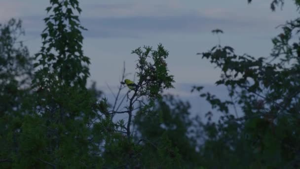 American Goldfinch Tree Wide — Vídeos de Stock