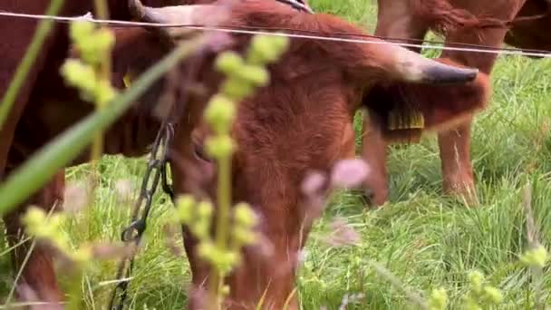 Polish Red Cattle Grazing Pasture Farmland Close — Stockvideo