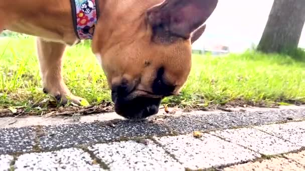 French Bulldog Sniffing Cobblestone Path Green Grass Close — Wideo stockowe