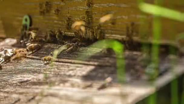 Снимок Времени Показывающий Рой Пчел Прилетающих Пасеку Пчелиного Дома После — стоковое видео