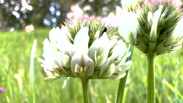 White Clover Perennial Plants Lush Foliage Background Close Shot — Stock video