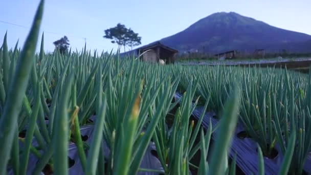 Close Dolly Shot Green Onion Plant Growing Asian Plantation Sunny — Stock video