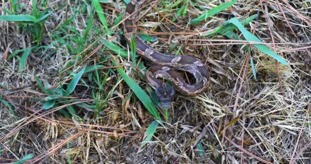 Static Video Western Rat Snake Pantherophis Obsoletus Snake Coiled Grass — Stockvideo