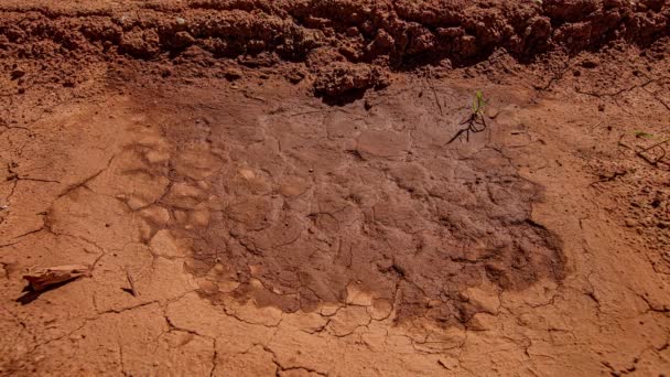 Time Lapse Shot Wet Soil Ground Drying Outdoors Sunlight Rain — Stock Video