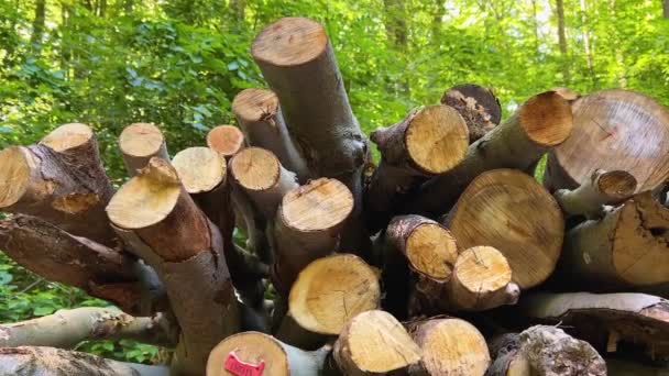 Heap Felled Timber Trees Log Tag Woodland Area Close Handheld — Stockvideo