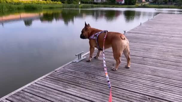 Fawn Bulldog Harness Having Walk Serene Lakeside Handheld Full Shot — Wideo stockowe