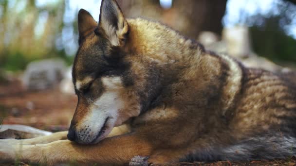 Loyal Trained Well Behaved Husky Dog Closeup Background Blur Bokeh — ストック動画