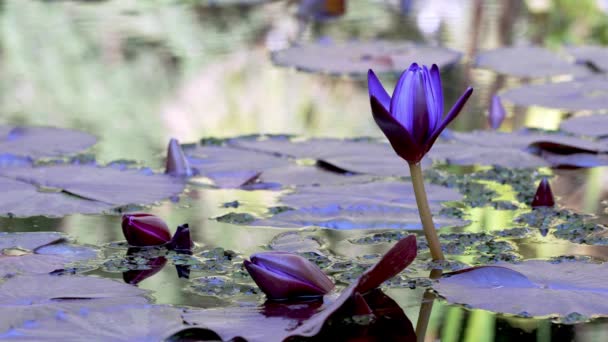 Beautiful Close Shot Purple Water Lily Plants Blooming Surface Calm — ストック動画
