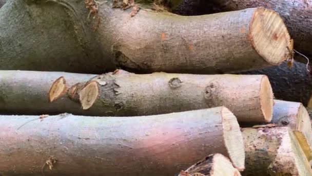 Pile Freshly Cut Wood Logs Stacked Grassy Land Spot Close — Vídeo de Stock