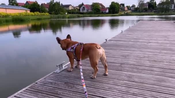 Brown Frenchie Dog Observing Environment View Small Waterfront Distant Neighborhood — Stockvideo