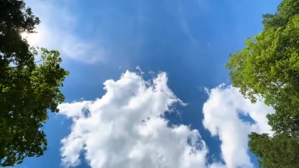 Bajo Ángulo Timelapse Vista Nubes Cielo Soleado Árboles Soplados Por — Vídeo de stock