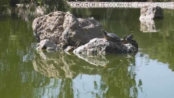 Черепахи Отдыхают Солнечным Светом Скалах Мутном Озере Парка Испании — стоковое видео