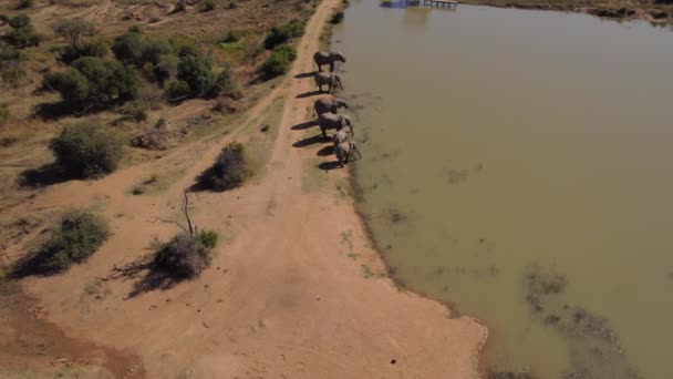 Group African Elephants Drinking Same Time Lake National Reserve — Stockvideo