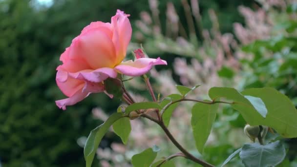 Single Rose Roos Groeien Een Stengel Engels Tuin — Stockvideo