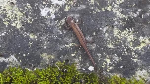 Northern Two Lined Salamander Climbing Black Grey Rock Close Handheld — ストック動画