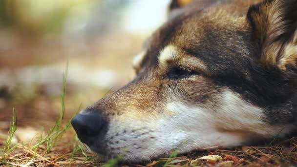 Loyal Trained Well Behaved Husky Dog Sleeping Closeup Background Blur — Vídeos de Stock