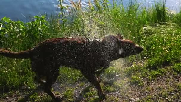 Lojalny Wyszkolony Dobrze Wychowany Pies Labrador Zbliżeniu Otrząsający Się Mokrej — Wideo stockowe