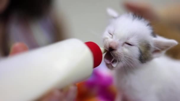 Baby Cat Feeding Bottle Shallow Depth Field Selective Focus Shot — Stockvideo