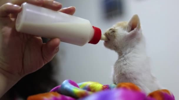 Person Feeding Bottle Newborn White Kitten Close — Stock Video