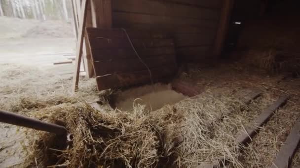 Slow Motion Closeup Farmer Forks Hay Hatch Cow — Vídeos de Stock