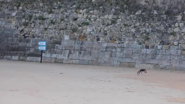 犬に優しいビーチ ペットは海の水 海の波の近くで演奏 遊び心のあるアクティブ子犬 多くの所有者がCascaisビーチで犬を訓練する場所 — ストック動画