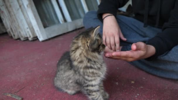 Child Presenting Hand Playing Kitten — Stok Video